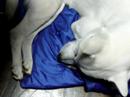 Kishu - Sleeping
