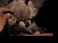 webkinz newz screen 3