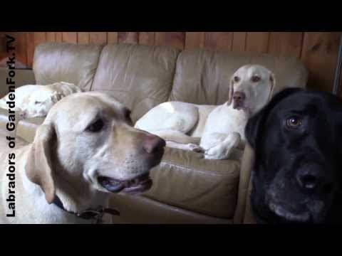 Labs Playing on the Couch – GardenFork Labradors #9