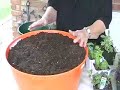 Container Herb Garden - Container Gardening-Insightful Nana Container Herb Garden - Container Gardening-Insightful Nana