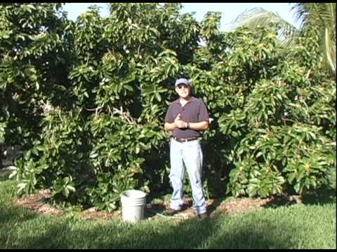 how to fertilize your avocado tree