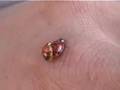 Ladybug Sex On My Hand