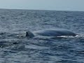 Ballenas Bahia Drake