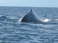 Ballenas Bahia Drake
