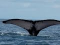 Ballenas Bahia Drake
