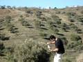 videos de Prueba Combustible Fofinger I