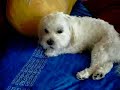 Cute Maltese Singing