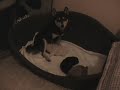 Teo mi Shiba Inu con sus bebés Teo mi Shiba Inu con sus bebés