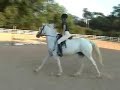 Silver Sage: Arabian x Quarter Horse
