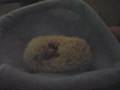 Huffy Hedgehog