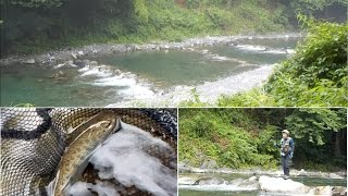 8月の奥多摩町役場下で魚は釣れるのか?ついでに平溝川も行きました