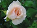 VI?NJA KORBAR - Ja,ti i ru?e (IO TU E LE ROSE-Sanremo 1967) VI?NJA KORBAR - Ja,ti i ru?e (IO TU E LE ROSE-Sanremo 1967)
