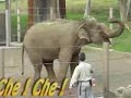 Dancy Elephant-Cha Cha