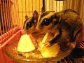 My Sugargliders