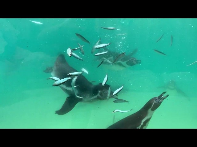 Penguins