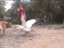 videos de dog_vs_goose