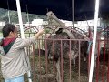 MOV09975.MPG León en atroz condición de vida por culpa del explotador circo Jordan bros