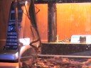 Our praying mantis eats a cricket