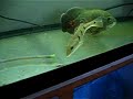 Cichla Orinocensis