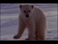 montage de s�quence vid�o pour expliquer � l'aide de la vid�o une journ�e dans la vie la vie d'un ours. r�alis� dans le cadre du cours image vid�o 1.
