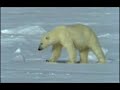 montage de s�quence vid�o pour expliquer � l'aide de la vid�o une journ�e dans la vie la vie d'un ours. r�alis� dans le cadre du cours image vid�o 1.