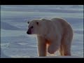 montage de s�quence vid�o pour expliquer � l'aide de la vid�o une journ�e dans la vie la vie d'un ours. r�alis� dans le cadre du cours image vid�o 1.