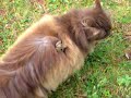 Klart katten ska ha en groda...