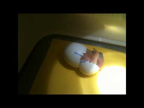 African Grey Parrot , Baby Hatching. African Grey Parrot , Baby Hatching.