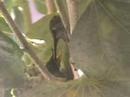 Feeding Hummingbird 2