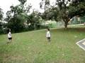 looking for chickens