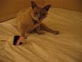 Minco Jugando