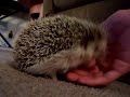 Hedgehog won\