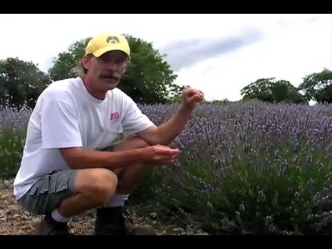 how to replant lavender
