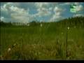 Животные в Чернобыле.  Часть 2.