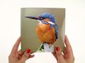 RSPB - Sound Card - Kingfisher-1