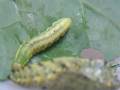 The Pupa And The Caterpillar