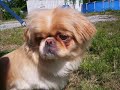 Adopt Cowboy the PEKINGESE
