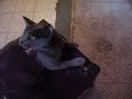 Babaca en acci�n cap�tulo 2