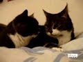 Re: Cat Talking, Translation (German Dub)