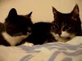Re: Cat Talking, Translation (German Dub) Re: Cat Talking, Translation (German Dub)