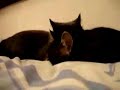 Re: Cat Talking, Translation (German Dub) - Thumb #3