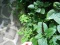 Morfo en Costa Rica