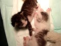 Wake Up Kittens Wake Up Kittens