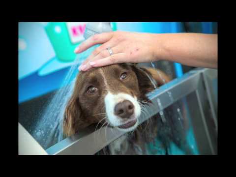 Happy dogs at the K9000 Dog Wash