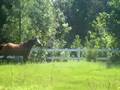 my new horse, WILLOW!