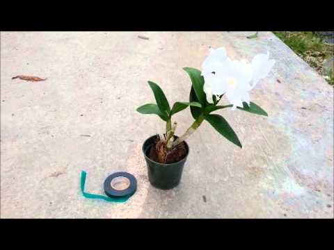 how to attach orchid to a tree