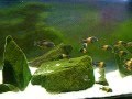 Tropheus Bemba