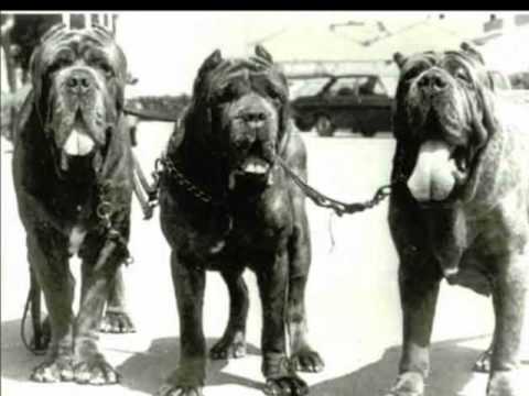 mastino napoletano