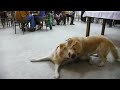 golden retrievrs-vernisage-Sectio caesarea golden retrievrs-vernisage-Sectio caesarea