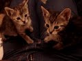 Crystal and her Baby Kittens